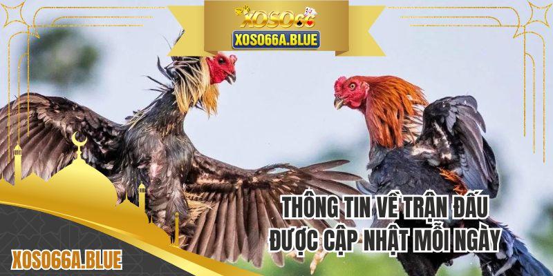 Thông tin ván đấu được cập nhật mỗi ngày