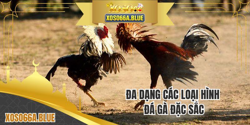 Những loại hình cược đấu kê đình đám tại nhà cái XOSO66