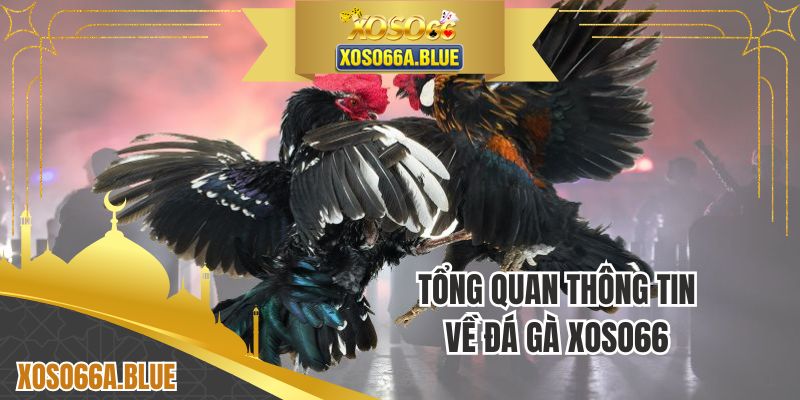 Vài điều tổng quan về trường đá gà XOSO66